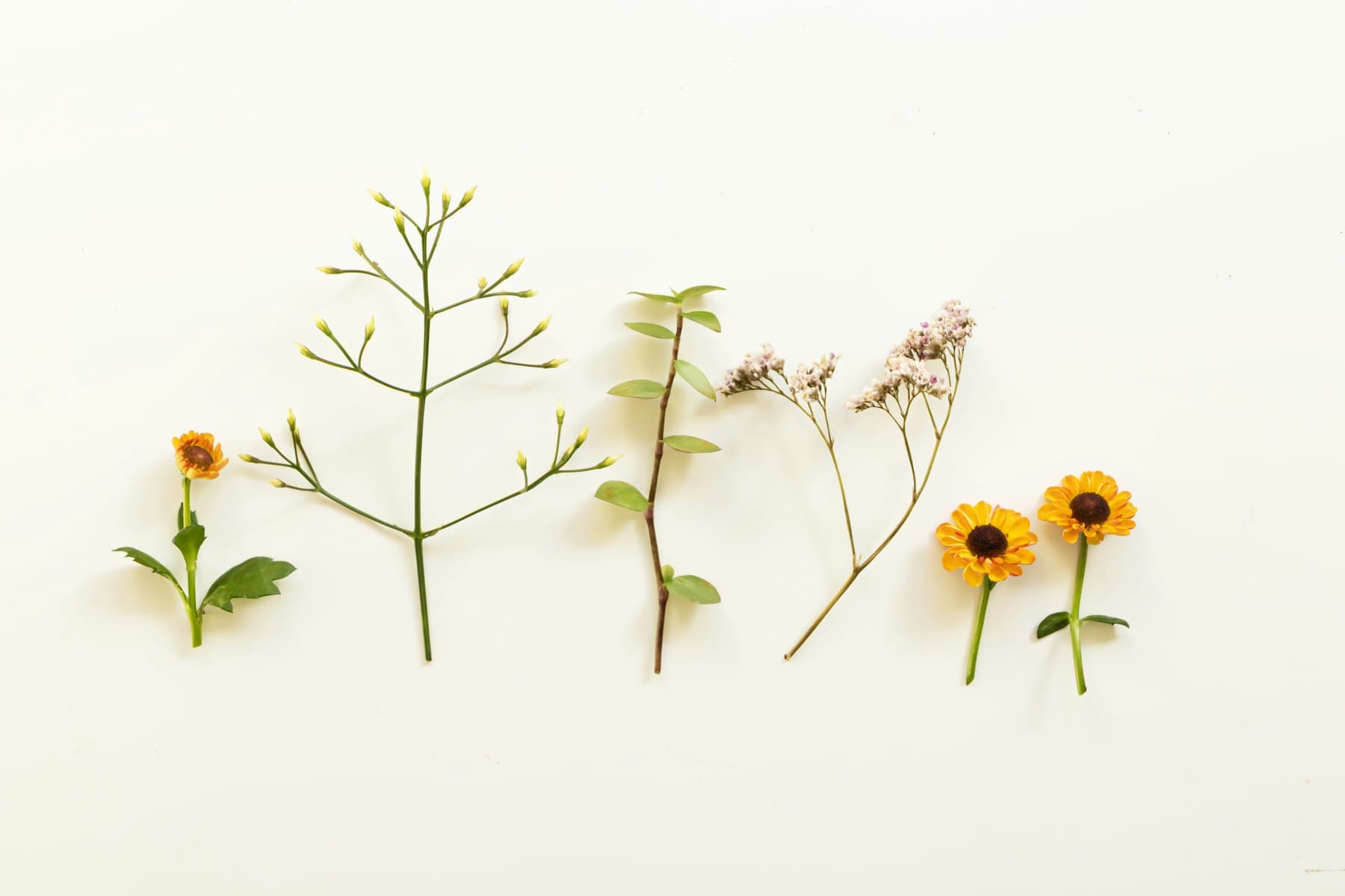 Botanical specimens laid out on a cream surface