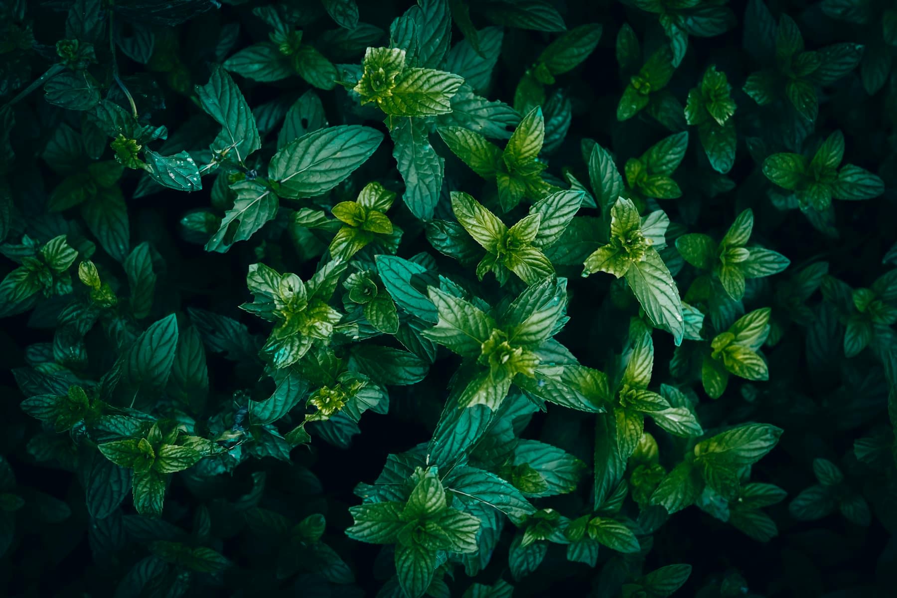 Close view of fresh mint leaves